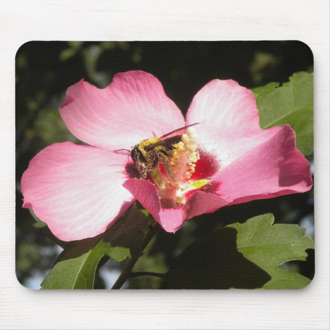 Biene auf einer Rose von Sharon 2 Mousepad (Vorne)