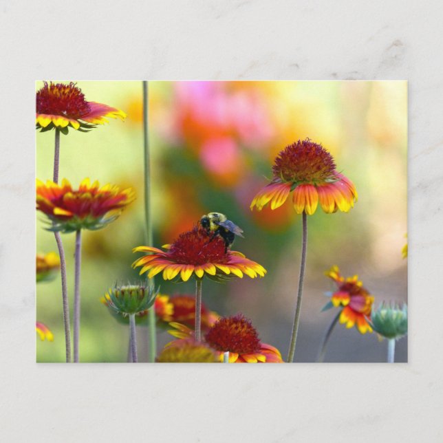 Biene auf Gaillardia Postkarte (Vorderseite)