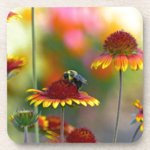 Biene auf Gaillardia Untersetzer