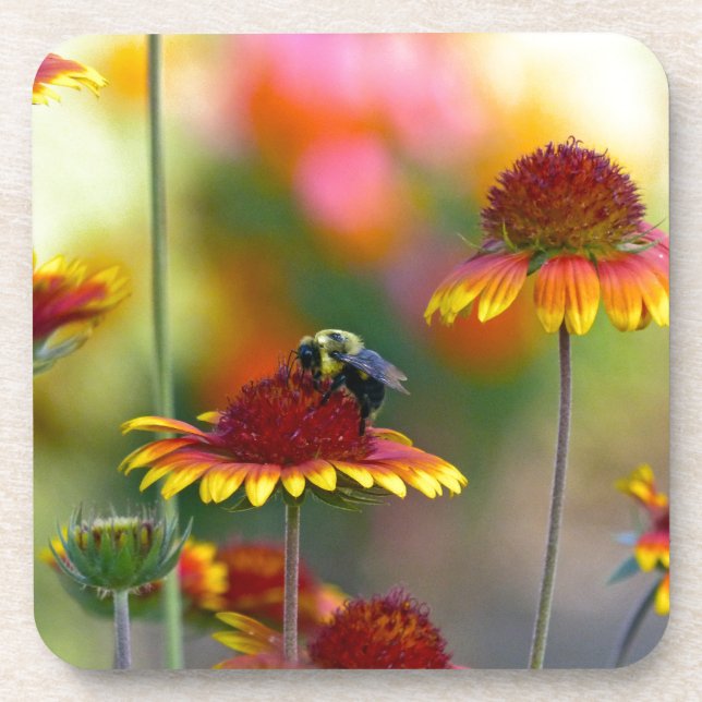 Biene auf Gaillardia Untersetzer (Vorderseite)