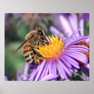 Biene auf gelbem u. lila Blumen-Plakat Poster