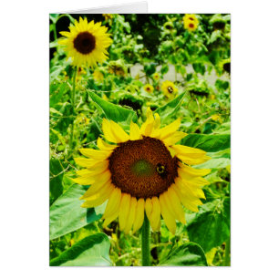 Biene auf gelber Sonnenblume