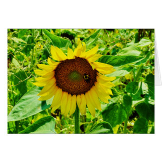 Biene auf gelber Sonnenblume