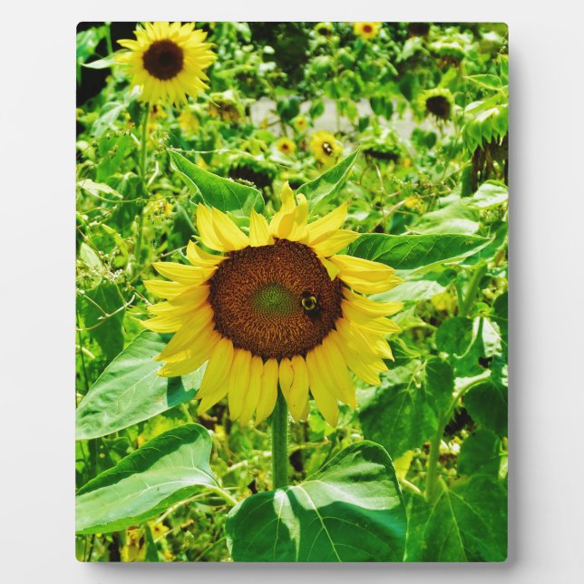 Biene auf gelber Sonnenblume Fotoplatte (Vorderseite)