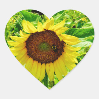 Biene auf gelber Sonnenblume Herz-Aufkleber