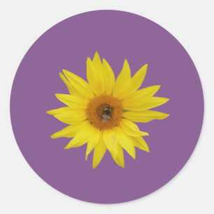 Biene auf gelber Sonnenblume mit lila Hintergrund Runder Aufkleber