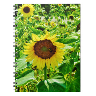 Biene auf gelber Sonnenblume Notizblock
