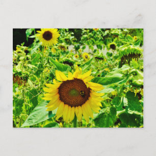 Biene auf gelber Sonnenblume Postkarte