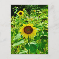 Biene auf gelber Sonnenblume