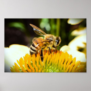Biene auf Kegelblume, Poster