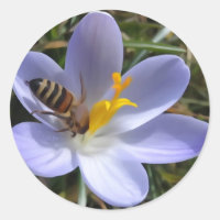 Biene auf Krokus