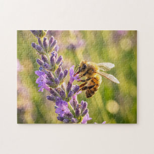 Biene auf Lavendel