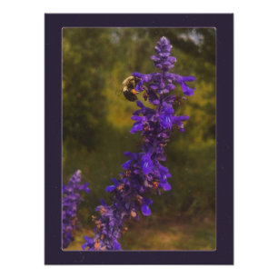 Biene auf Lavendel Fotodruck