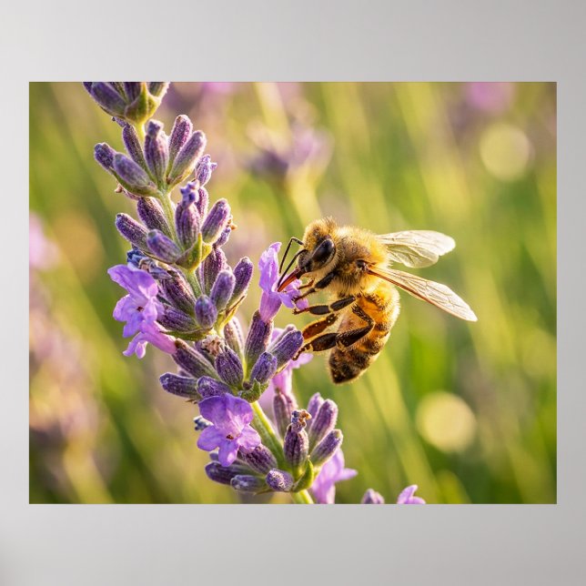 Biene auf Lavendel Poster (Vorne)