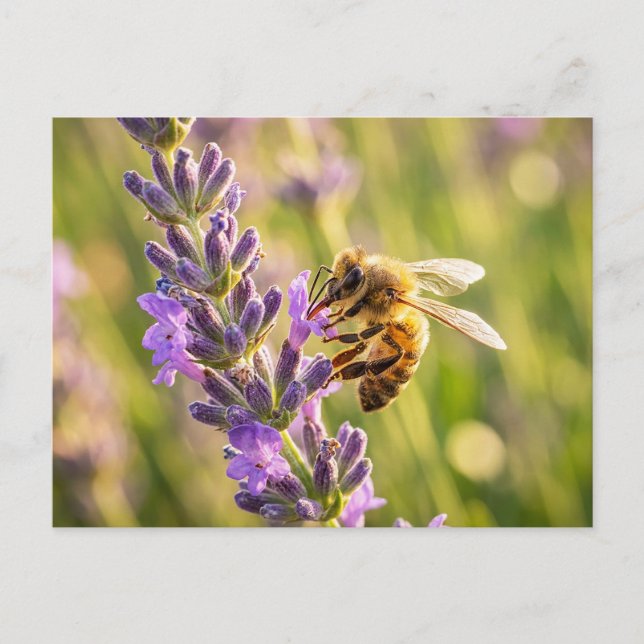 Biene auf Lavendel Postkarte (Vorderseite)