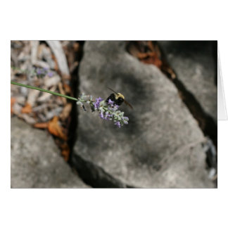 "Biene auf Lavendel" von Larry Coressel