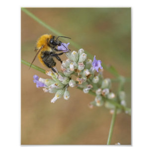 Biene auf Lavender Fotodruck