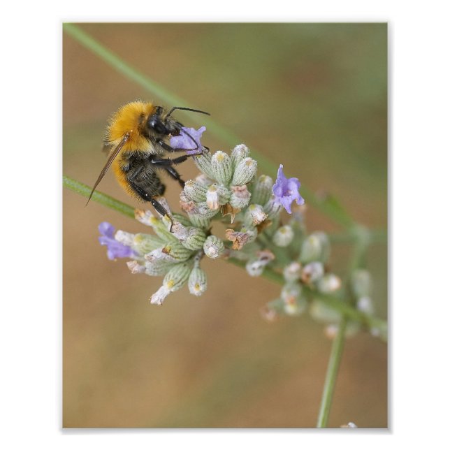 Biene auf Lavender Fotodruck (Vorne)