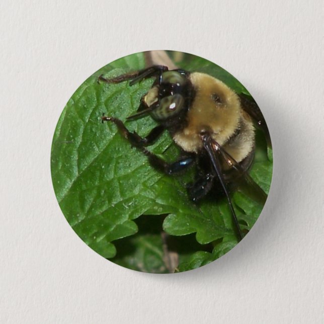 Biene auf Lemon Balm Button (Vorderseite)