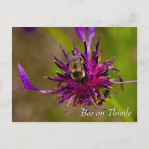 Biene auf lila Dickicht-Blume Postkarte