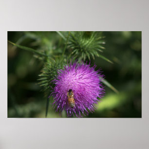 Biene auf Milk Thistle Poster