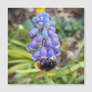 Biene auf Muscari Armeniacum Traube Hyacinth magne Magnetkarte