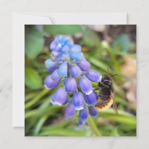 Biene auf Muscari Armeniacum, TraubenHyakinth