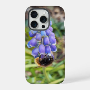 Biene auf Muscari Armeniacum, TraubenHyakinth iPhone 15 Pro Hülle