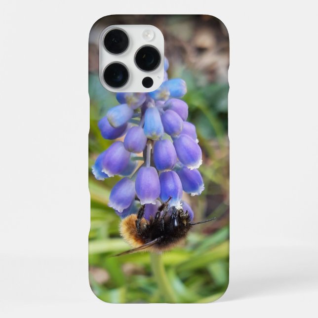 Biene auf Muscari Armeniacum, TraubenHyakinth iPhone 16 Pro Max Hülle (Rückseite)