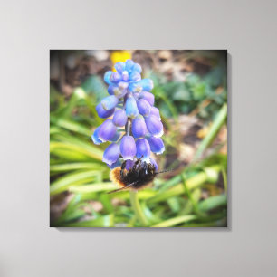 Biene auf Muscari Armeniacum, TraubenHyakinth Leinwanddruck