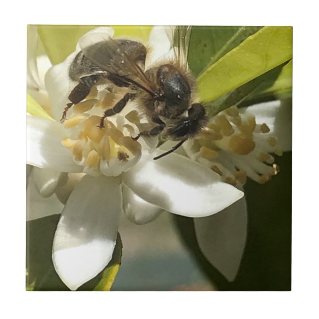 Biene auf Orange Blossom Fliese (Vorderseite)