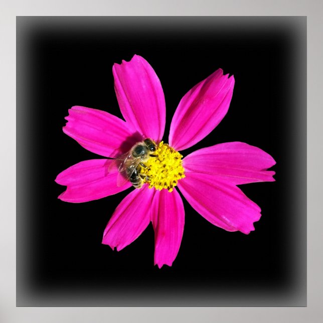 Biene auf rosa Blume Poster (Vorne)