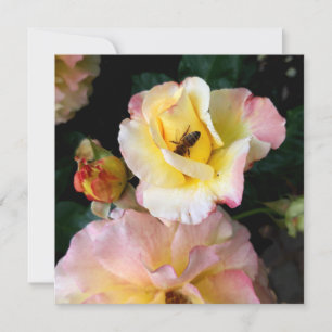 Biene auf rosa Gelben Rosen Blume