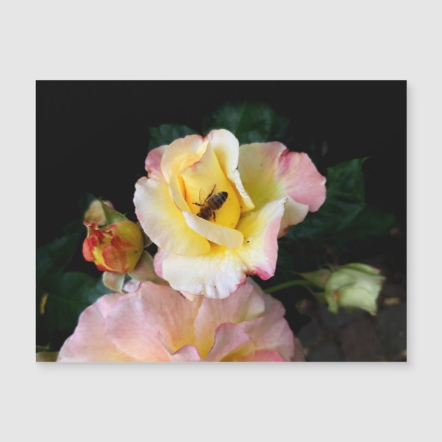 Biene auf rosa Gelben Rosen Blume Magnetkarte (Vorderseite)