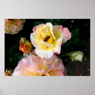 Biene auf rosa Gelben Rosen Blume Poster
