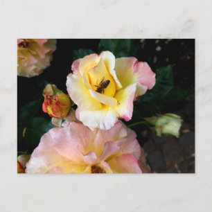 Biene auf rosa Gelben Rosen Blume Postkarte