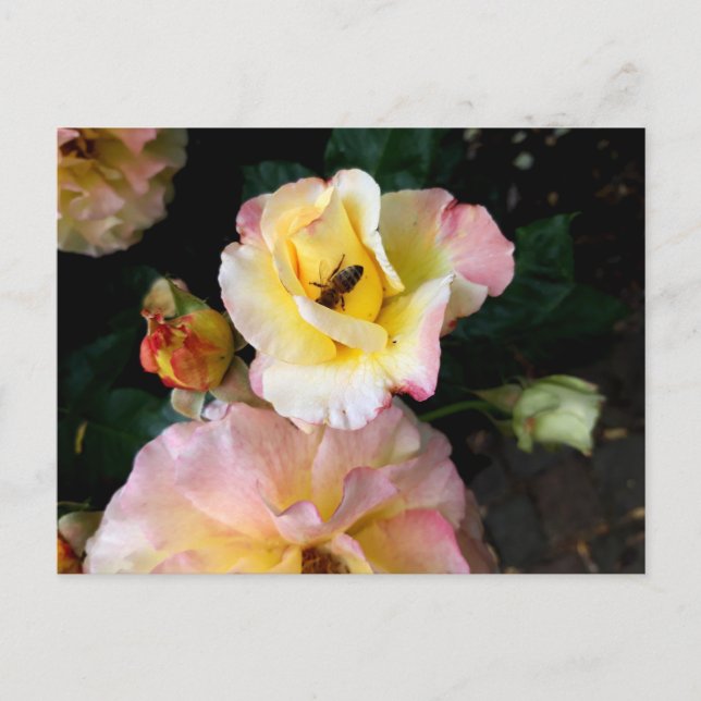 Biene auf rosa Gelben Rosen Blume Postkarte (Vorderseite)