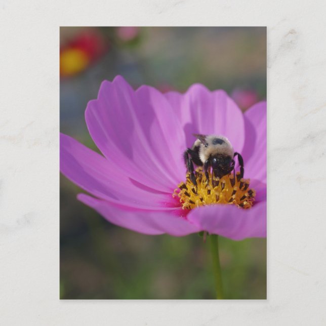 Biene auf rosa Kosmos Blume Natur Postkarte (Vorderseite)