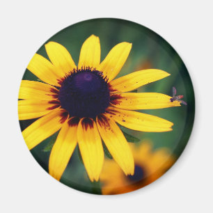 Biene auf Schwarzaugiger Susanne Blume Natur Magnet