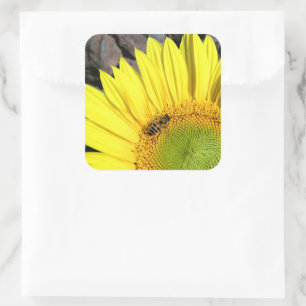Biene auf Sonnenblume Nah-up Foto Quadratischer Aufkleber