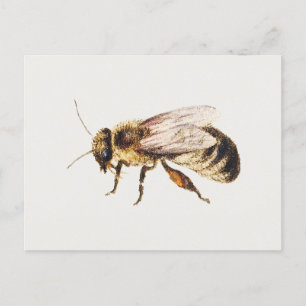 Biene aus Studien von neun Insekten, Jan van Kesse Postkarte