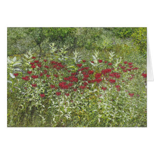 Biene Balm (Bergamont) im August