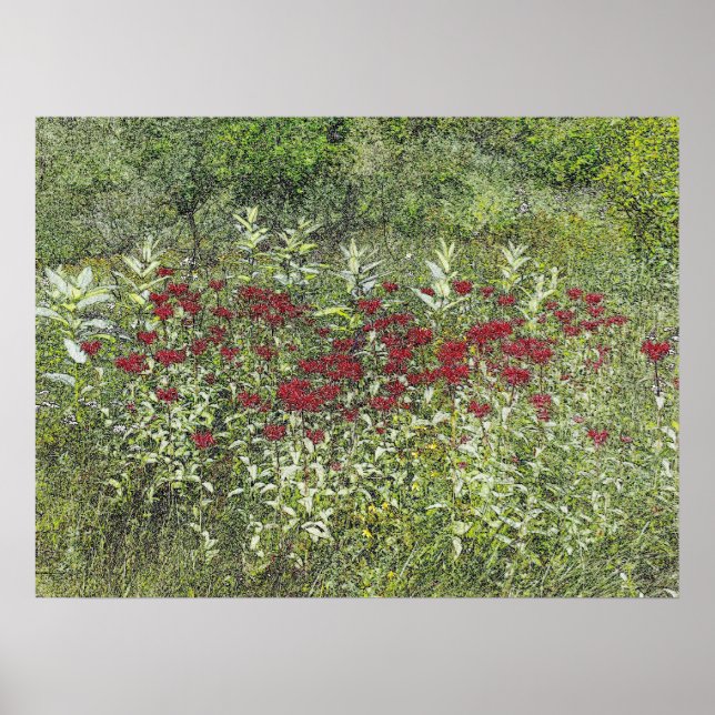 Biene Balm (Bergamont) im August Poster (Vorne)