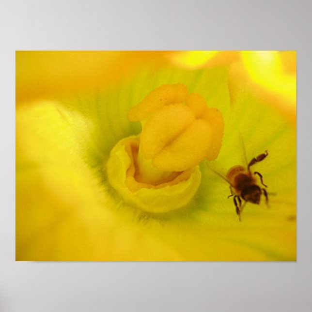 Biene bei Yellow Zucchini Blume Small Poster (Vorne)