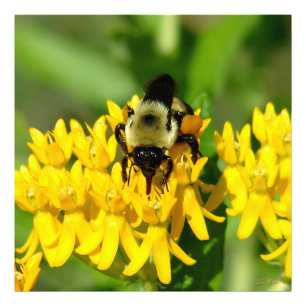 Biene beim Feiern auf Schwalbenwurz-Wildblumen Fotodruck
