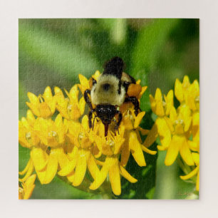 Biene beim Gelage auf Schmetterlingskraut-Wildblum