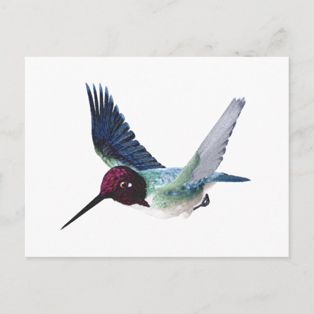 Biene Hummingbird Male Postkarte (Vorderseite)