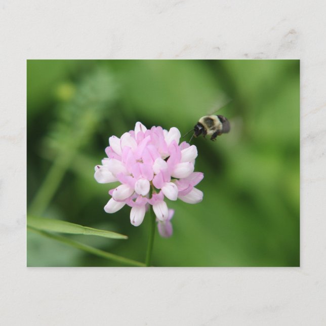 Biene im Flug Postkarte (Vorderseite)