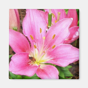 Biene in einem Lilly Magnet