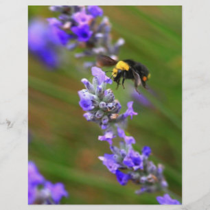 Biene in Lavender Flyer